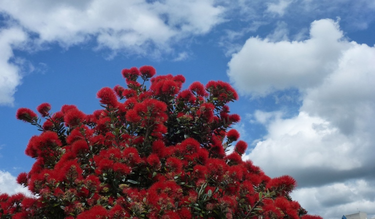 Pohutakawa tree - New Zealand