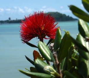 Pohutakawa flower - New Zealand